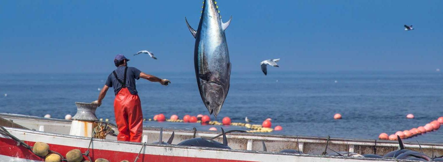 Bluefin tuna, the taste of Cadiz in springtime